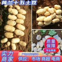 优质荷兰十五土豆大量供应，鲜土豆，冷库土豆，自备恒温冷库