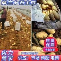 荷兰十五土豆冷库货袋子货大量供应有需要的联系我