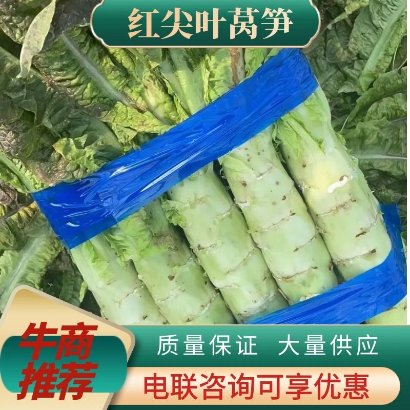 精品红尖叶莴苣红叶香莴笋高度55-65粗细均匀价格低
