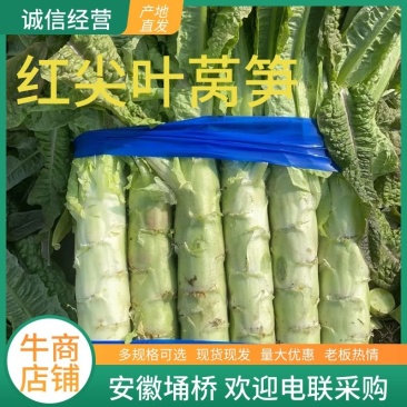 安徽莴笋红尖叶莴笋产地直供量大从优品质保证电联