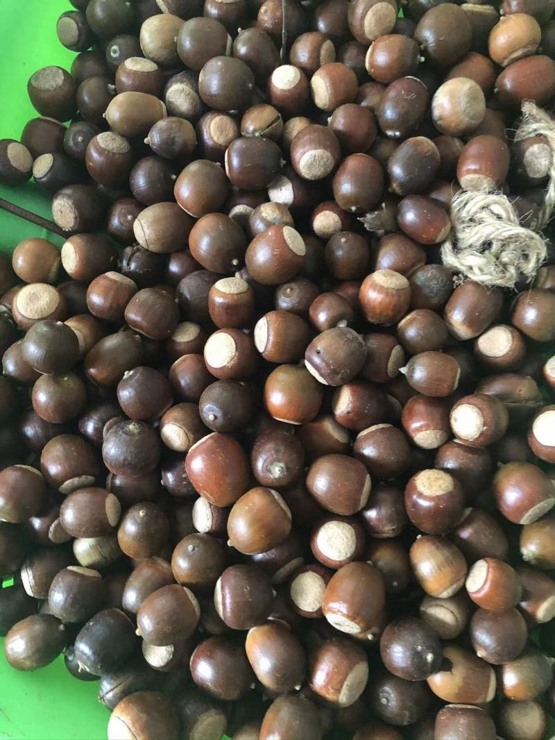 河南橡子仁橡子颗粒饱满自然晒干产地直发量大从优多规格