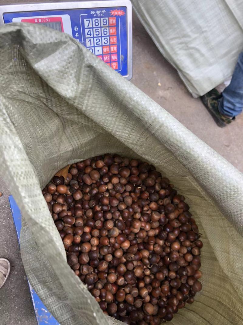 河南橡子仁橡子颗粒饱满自然晒干产地直发量大从优多规格
