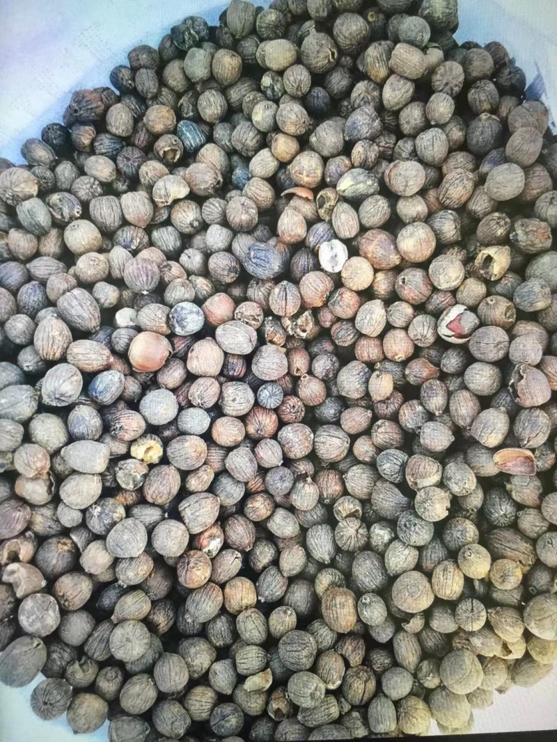 南阳野生橡子仁大橡仁大青岗脱壳加工晒干品质保证
