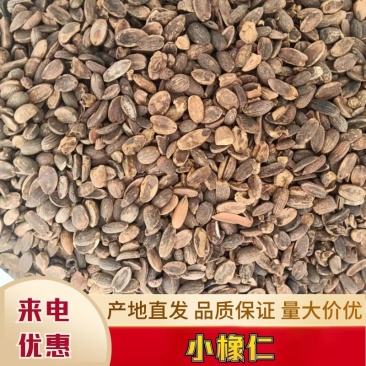 河南橡实大小均匀自然晒干产地直发量大优惠品质保证