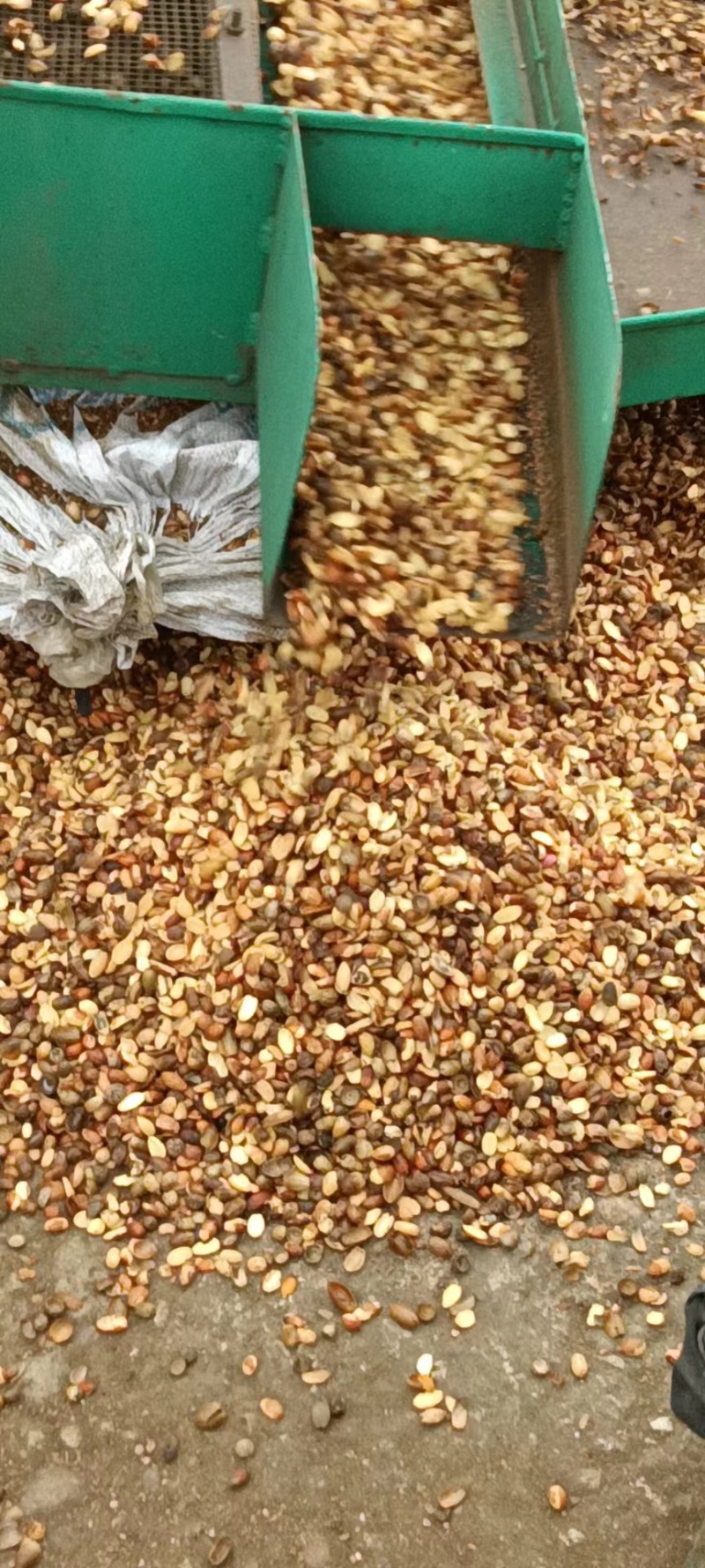 河南橡实大小均匀自然晒干产地直发量大优惠品质保证