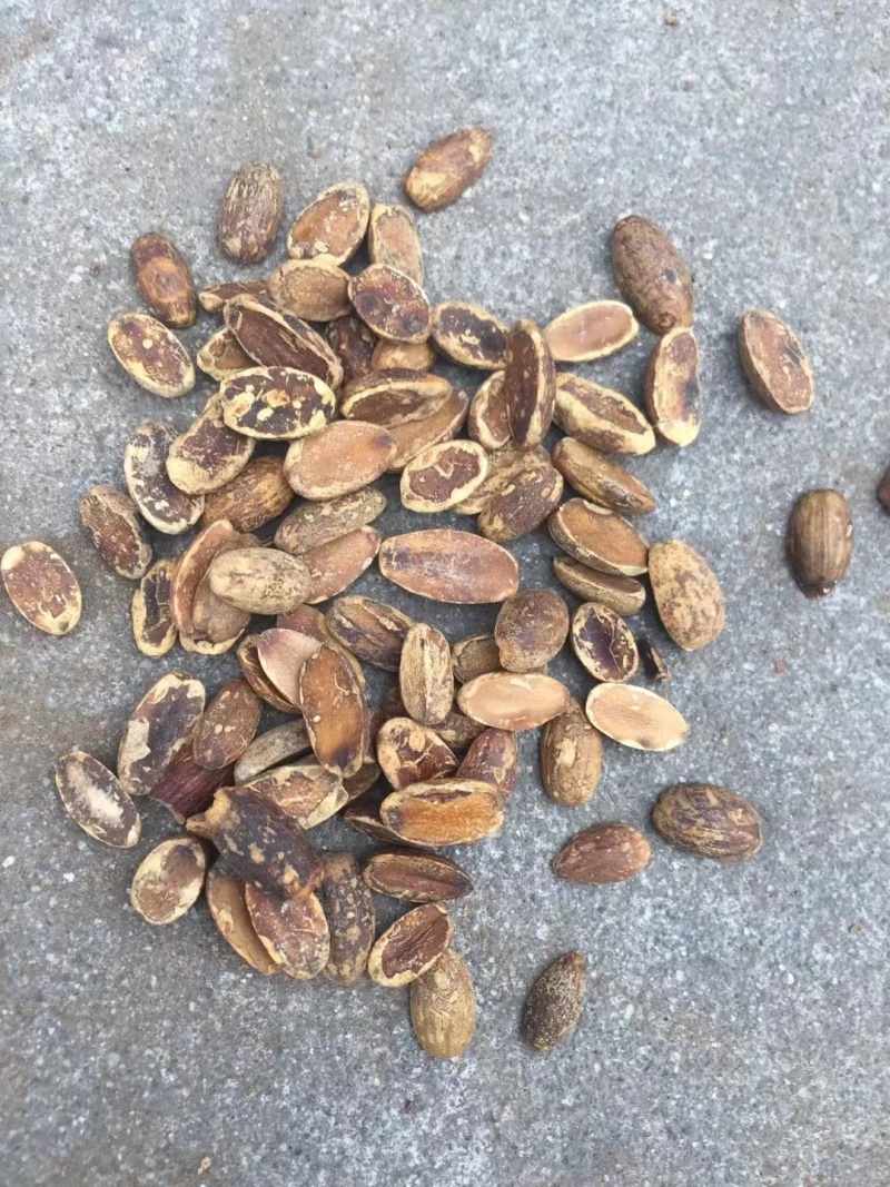 河南橡实大小均匀自然晒干产地直发量大优惠品质保证