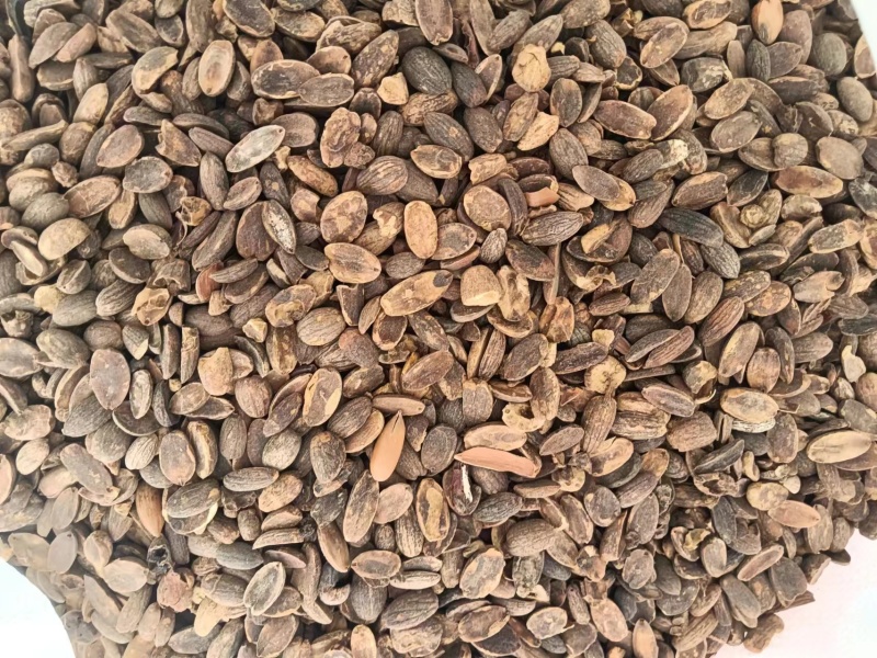 河南橡实大小均匀自然晒干产地直发量大优惠品质保证