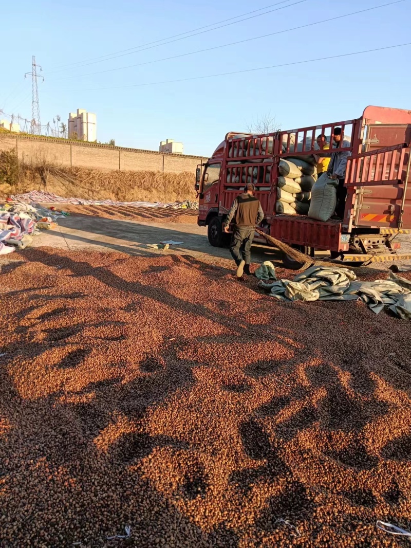 河南橡实大小均匀自然晒干产地直发量大优惠品质保证