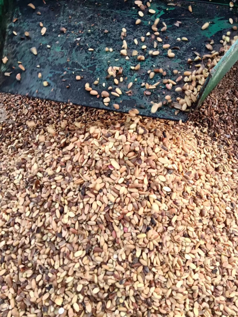 河南橡实大小均匀自然晒干产地直发量大优惠品质保证