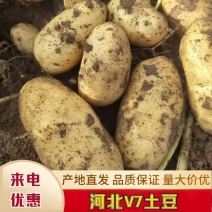 【实力】沃土土豆黄心土豆产地一手货源可对接电商商超