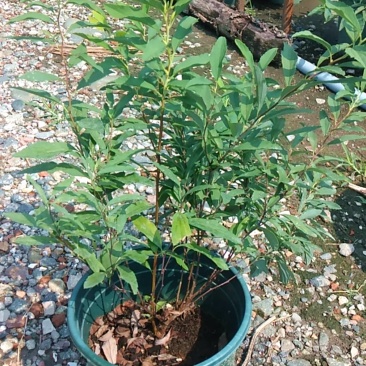 绣线菊苗圃基地批发粉花绣线菊价格庭院园林绿化花卉