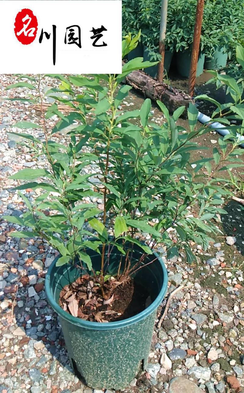 绣线菊苗圃基地批发粉花绣线菊价格庭院园林绿化花卉
