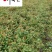 绣线菊苗圃基地批发粉花绣线菊价格庭院园林绿化花卉