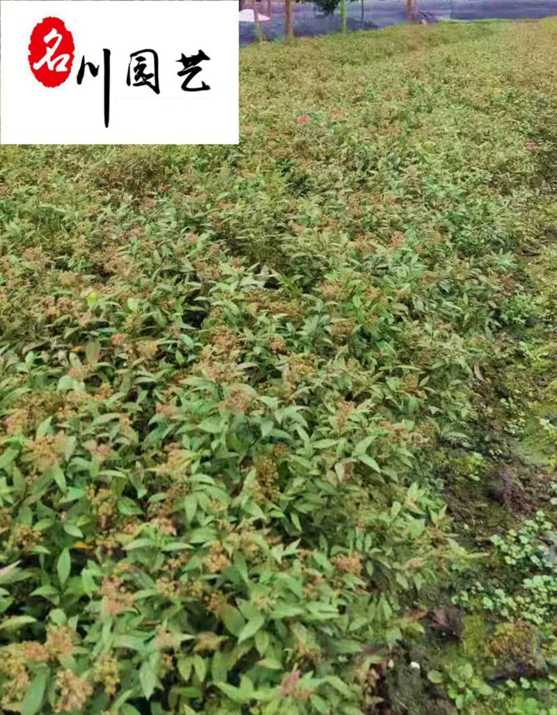 绣线菊苗圃基地批发粉花绣线菊价格庭院园林绿化花卉
