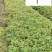 绣线菊苗圃基地批发粉花绣线菊价格庭院园林绿化花卉