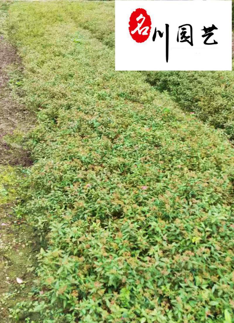 绣线菊苗圃基地批发粉花绣线菊价格庭院园林绿化花卉