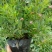 绣线菊苗圃基地批发粉花绣线菊价格庭院园林绿化花卉