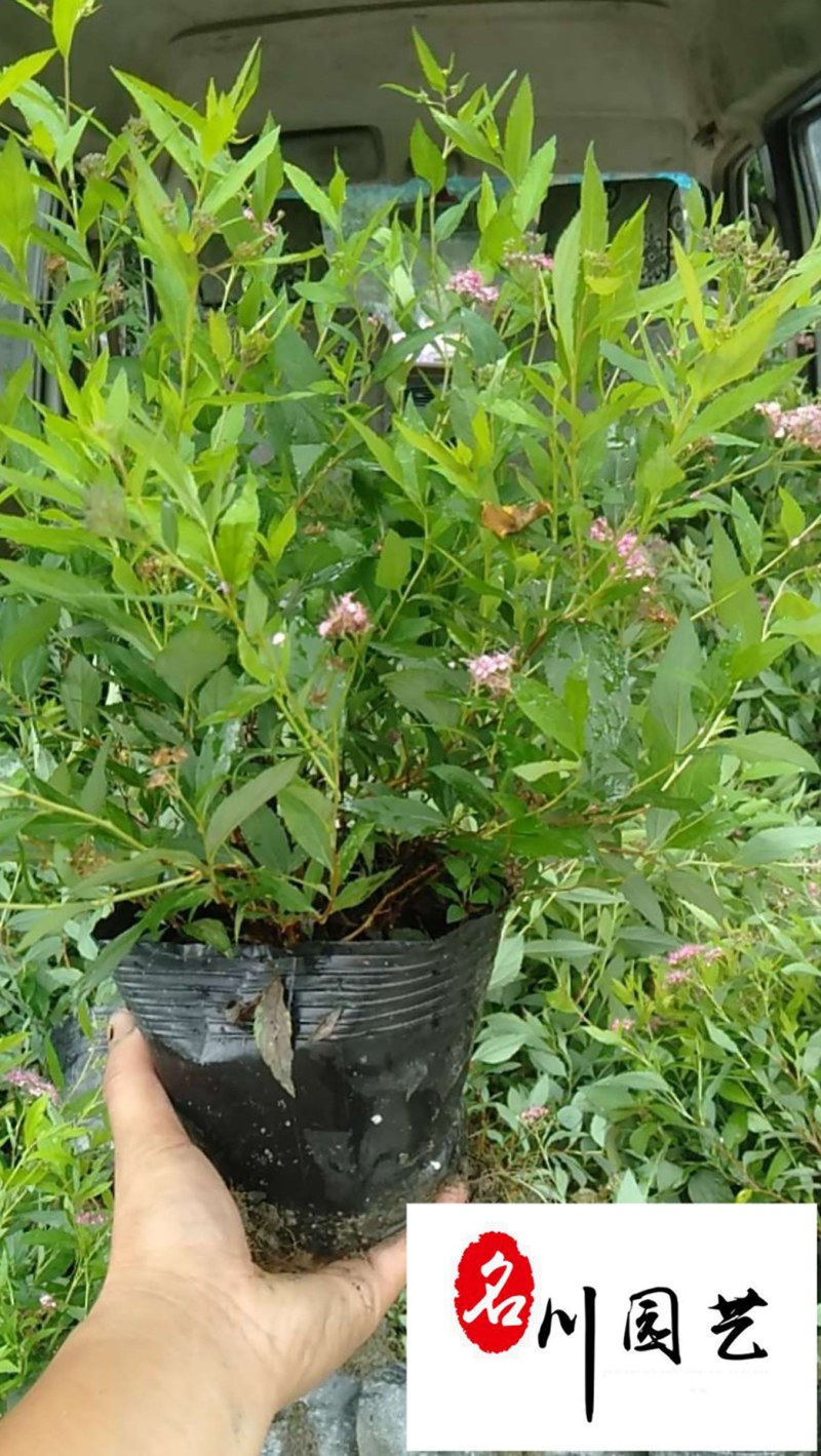 绣线菊苗圃基地批发粉花绣线菊价格庭院园林绿化花卉