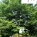 四川榉树苗木基地直销丛生榉树绿化苗木报价园林绿化榉树