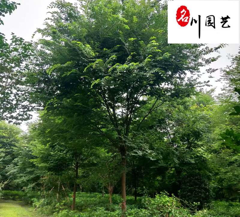 四川榉树苗木基地直销丛生榉树绿化苗木报价园林绿化榉树