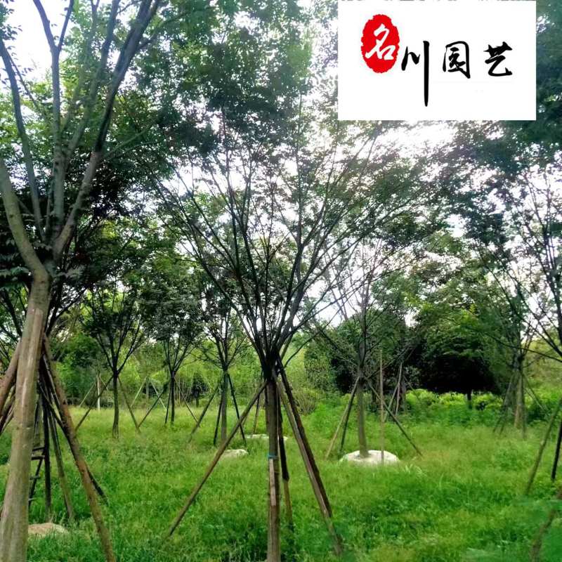 四川榉树苗木基地直销丛生榉树绿化苗木报价园林绿化榉树