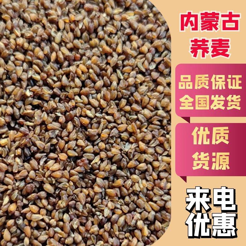 荞麦大量有货，内蒙古荞麦，精品荞麦，自家种植