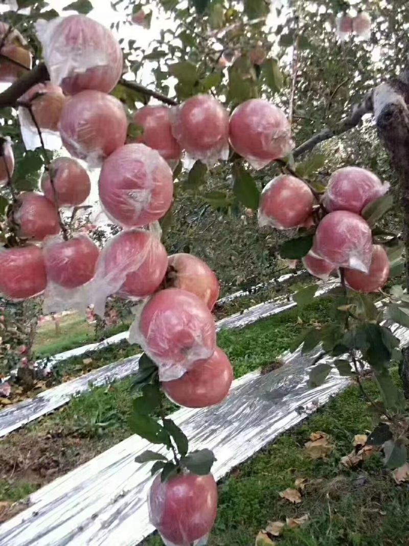 山西精品红富士一手货源，口感脆甜产地直发货源充足