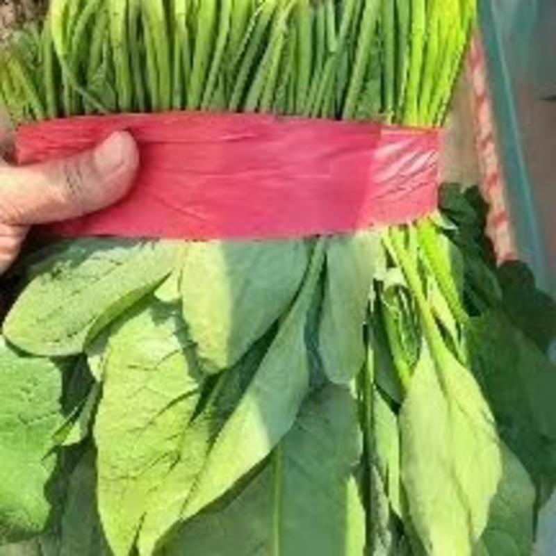 山东省精品菠菜22-28厘米大量现货货源产地直发量大