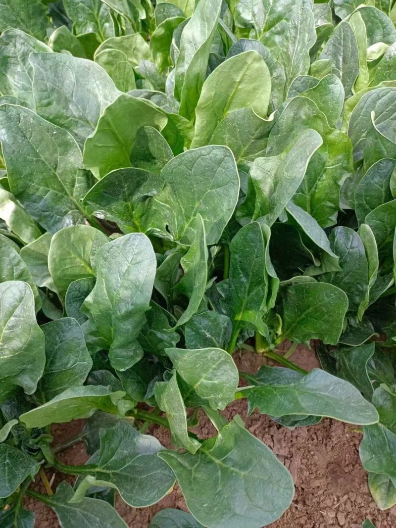 山东省精品菠菜22-28厘米大量现货货源产地直发量大