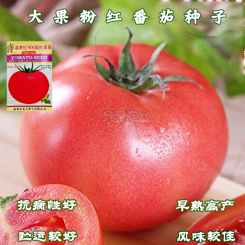高端早熟粉果番茄种子906粉红番茄种籽粉红西红柿种子粉果