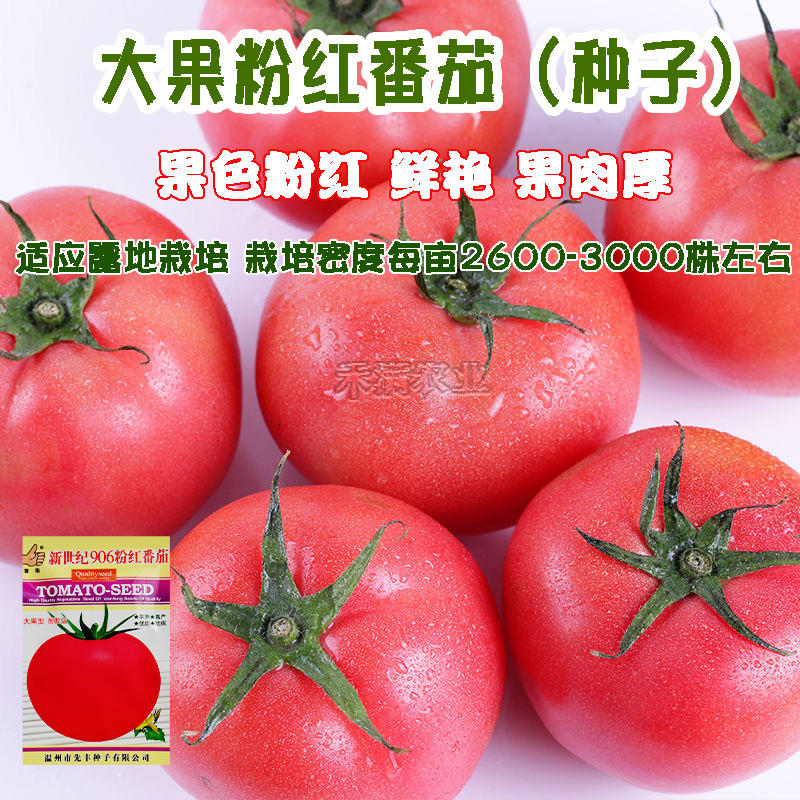 高端早熟粉果番茄种子906粉红番茄种籽粉红西红柿种子粉果