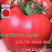高端早熟大粉果番茄种子908粉红番茄种籽粉红西红柿种子粉