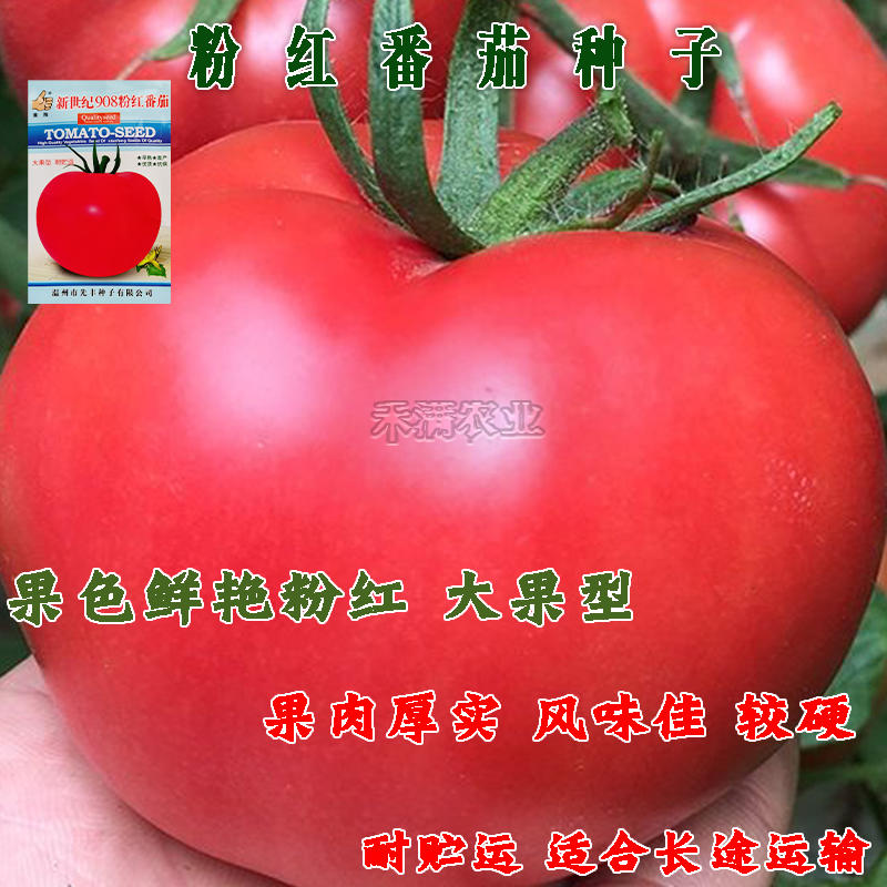 高端早熟大粉果番茄种子908粉红番茄种籽粉红西红柿种子粉