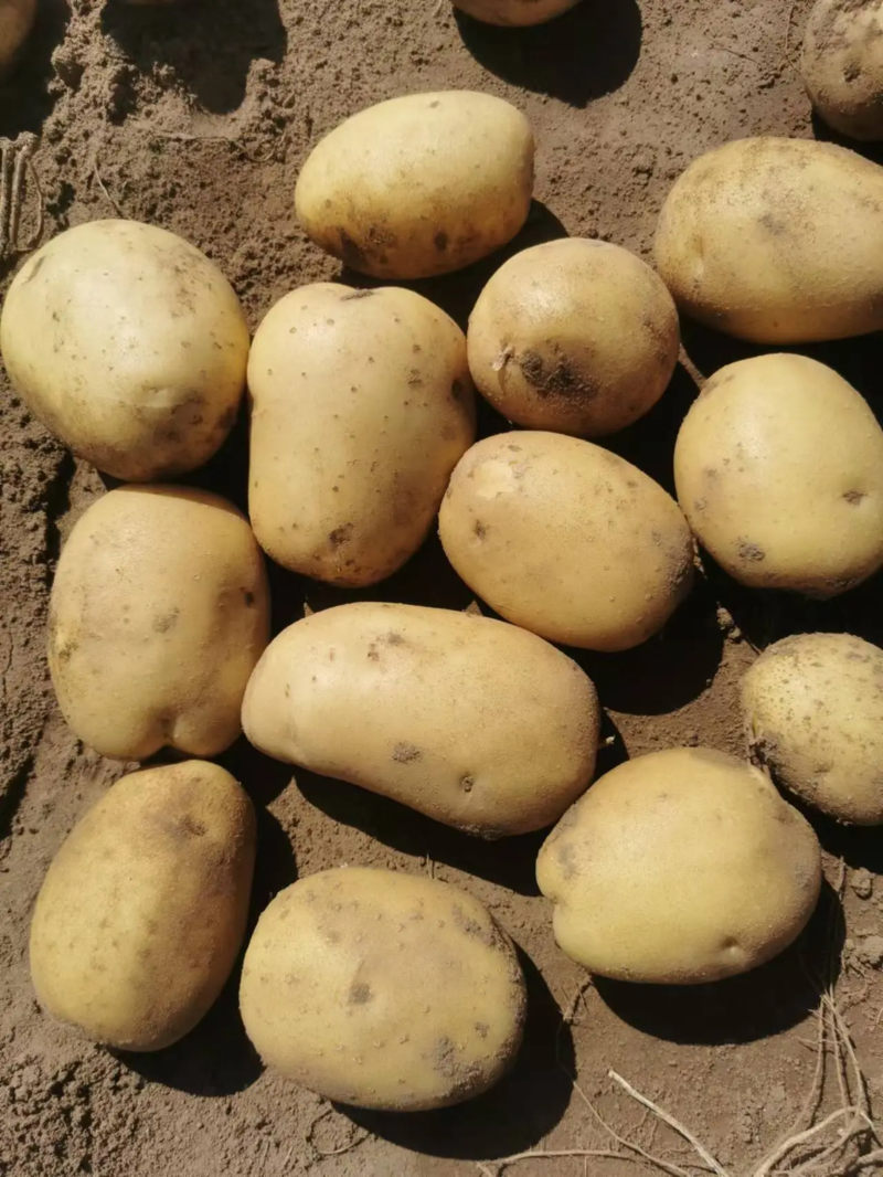 【土豆】河北实验1号土豆产地直发量大从优对接全国