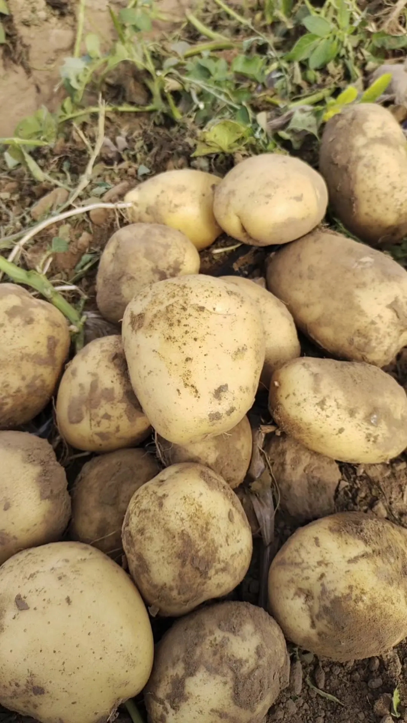 【土豆】河北实验1号土豆产地直发量大从优对接全国