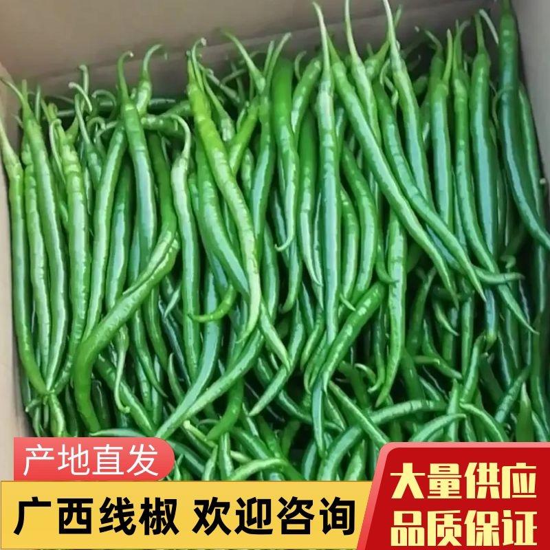 【辣椒】广西精品线椒大量上市产地直发供应全国