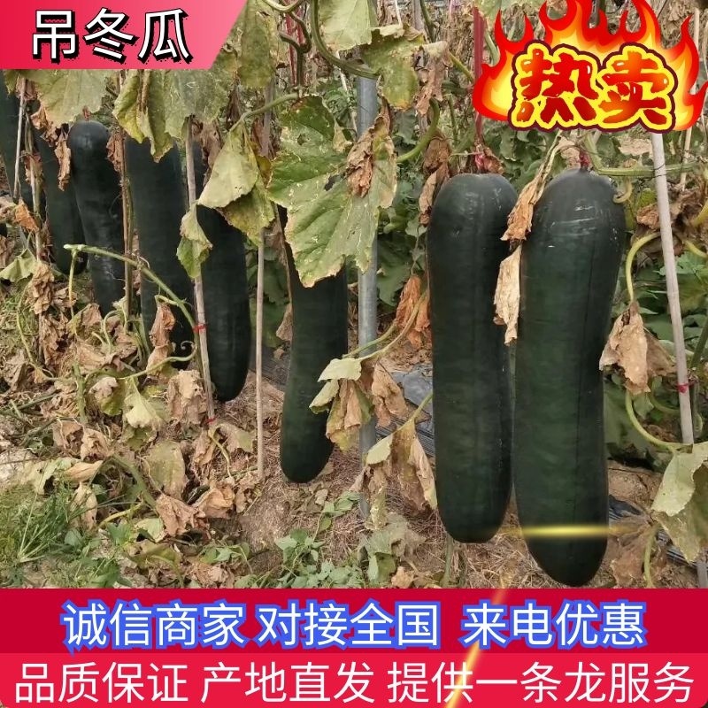 精品黑皮冬瓜，货量充足，产地直发，欢迎客商来电咨询