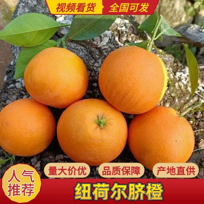 【实力】纽荷尔脐橙当季新鲜水果批发对接市场商超电商等