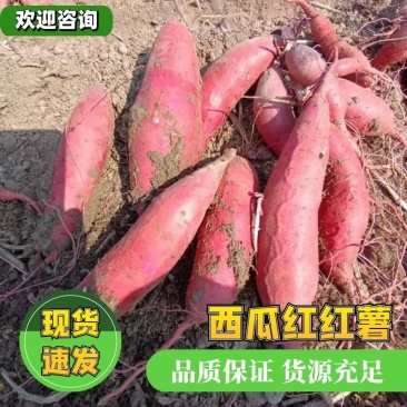 金品薯业皖北蜜薯西瓜红长期大量供应黑土地西瓜红