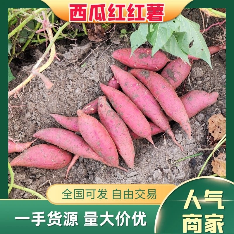 红薯供应普薯32西瓜红供货周期长产地代发保质保量