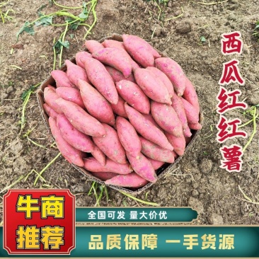 安徽红薯黑土地金品西瓜红产地直发保质保量长期合作