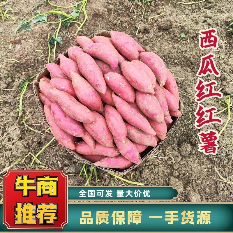 安徽红薯黑土地金品西瓜红产地直发保质保量长期合作