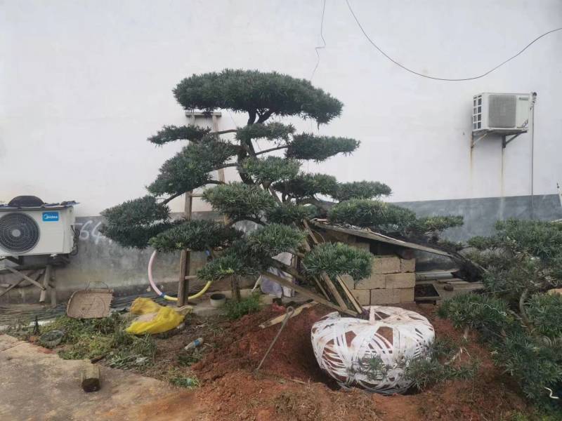 罗汉松，规格齐全，量大从优，基地直发，欢迎采购对接联系