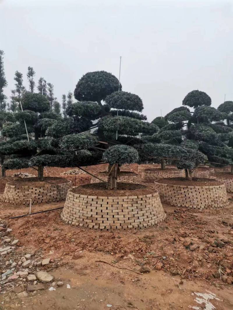 罗汉松，规格齐全，量大从优，基地直发，欢迎采购对接联系