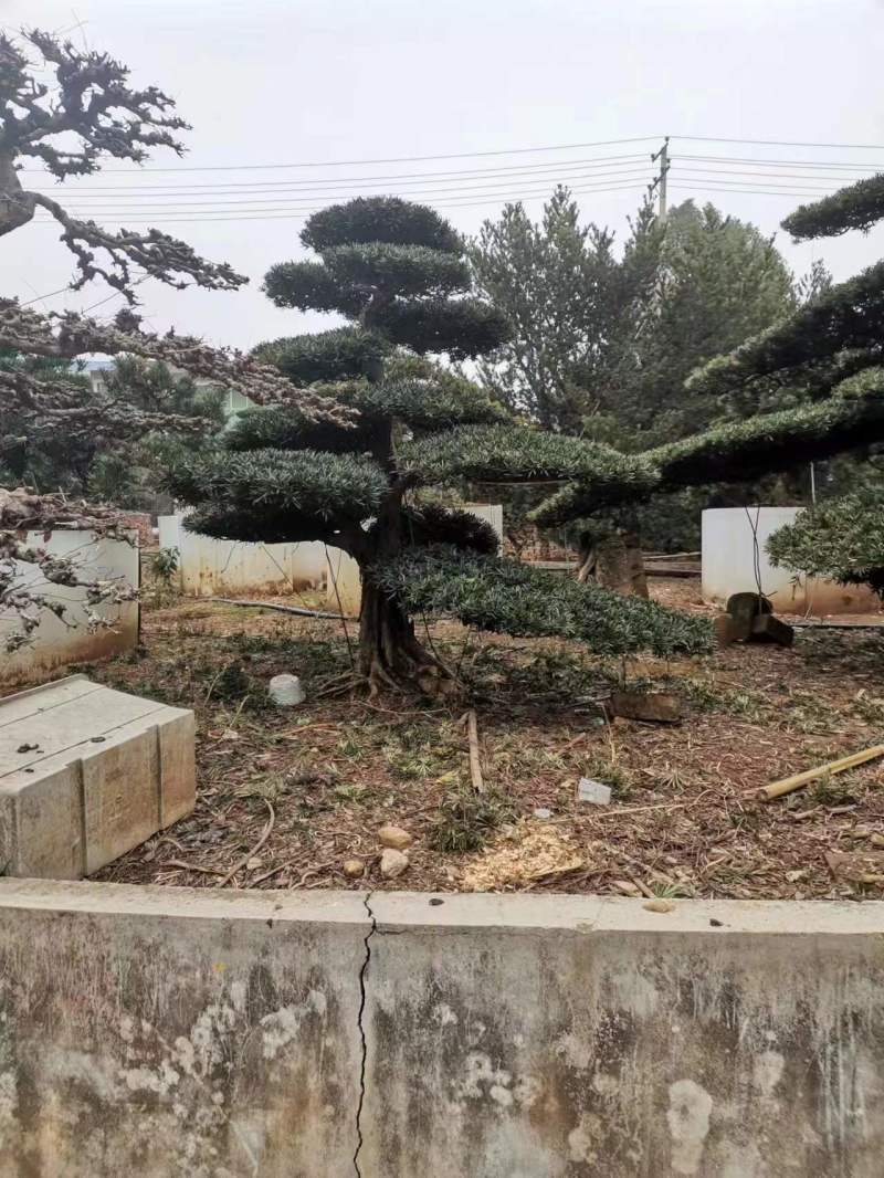 罗汉松，规格齐全，量大从优，基地直发，欢迎采购对接联系
