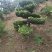 罗汉松，规格齐全，量大从优，基地直发，欢迎采购对接联系