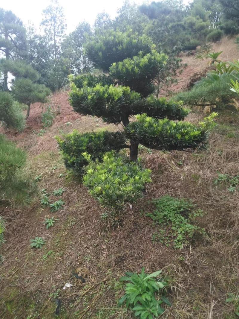 罗汉松，规格齐全，量大从优，基地直发，欢迎采购对接联系