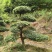 罗汉松，规格齐全，量大从优，基地直发，欢迎采购对接联系