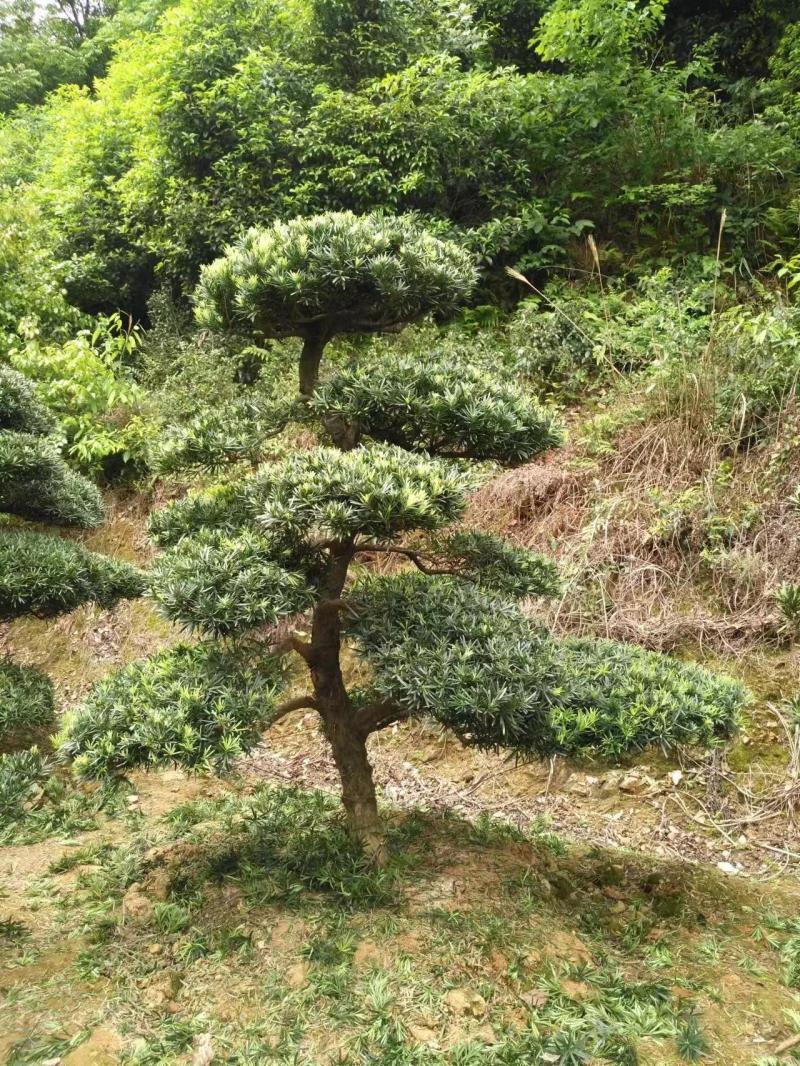 罗汉松，规格齐全，量大从优，基地直发，欢迎采购对接联系