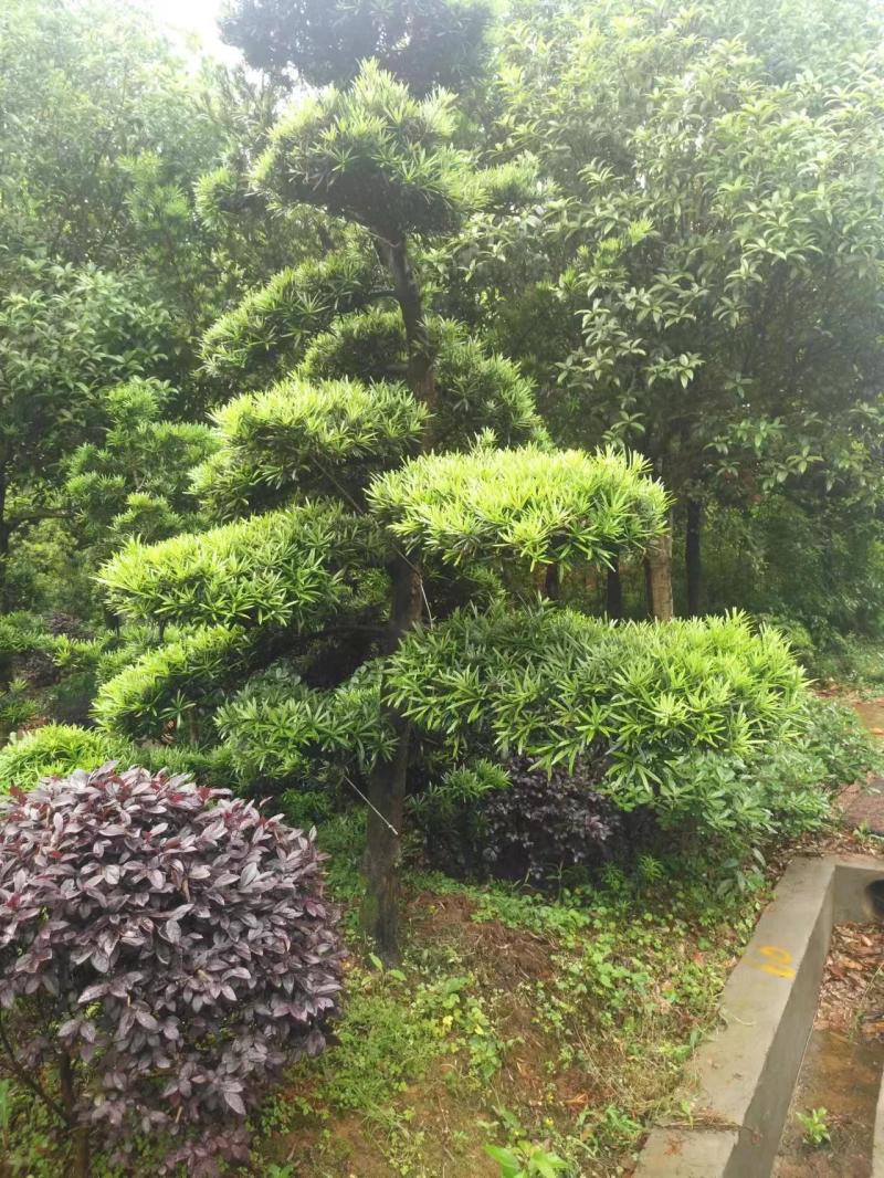 罗汉松，规格齐全，量大从优，基地直发，欢迎采购对接联系